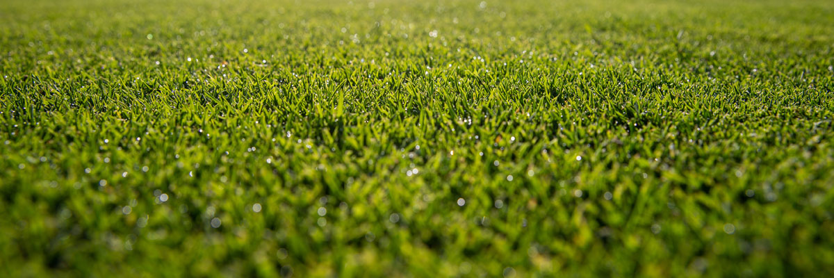 image of grass